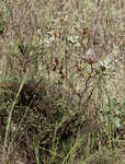 Southern jointweed